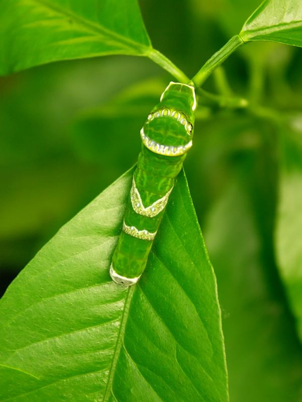 Raupe der Gewöhnlichen Mormone (Papilio polytes)