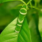 Raupe der Gewöhnlichen Mormone (Papilio polytes)