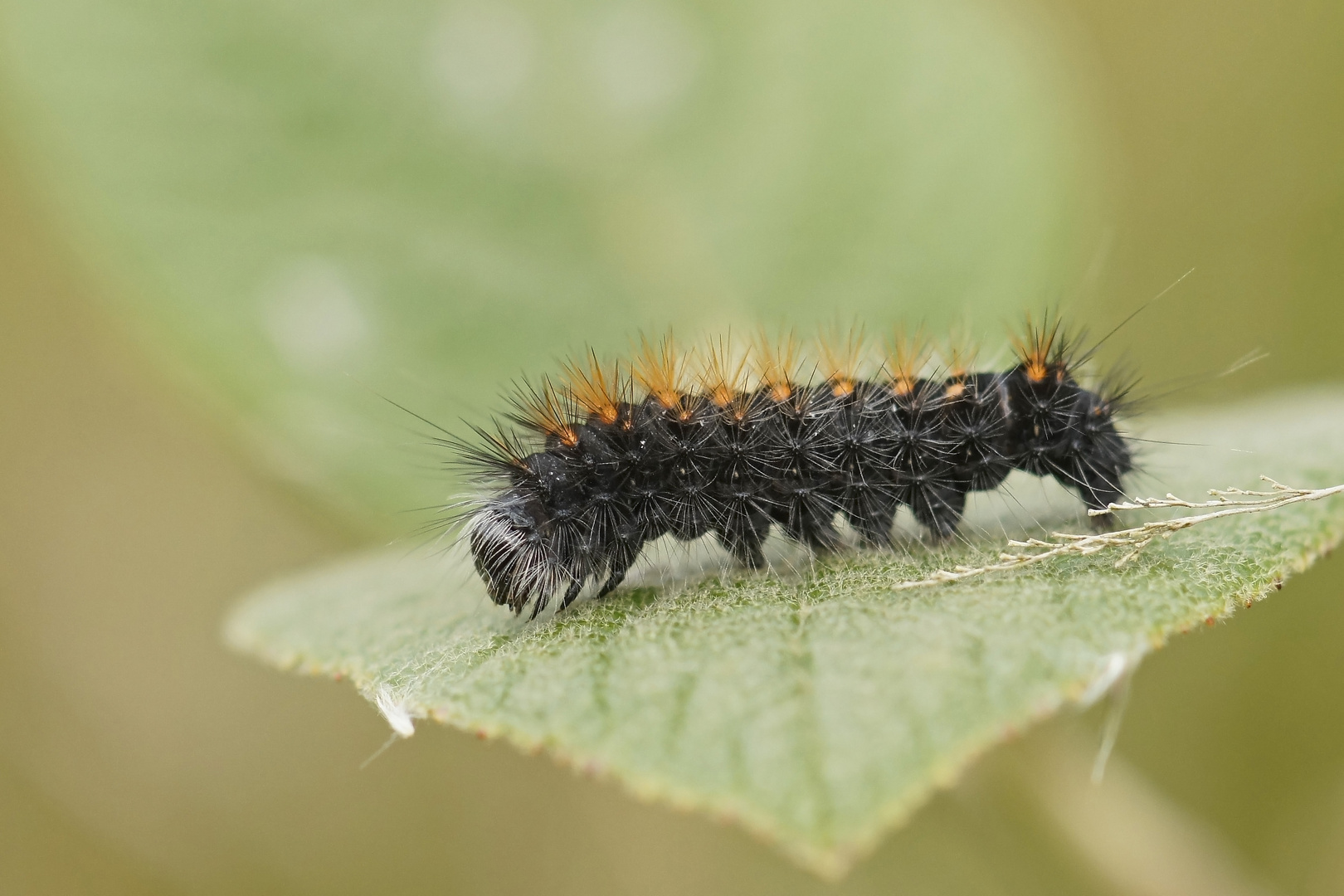 Raupe der Goldhaar-Rindeneule (Acronicta auricoma)