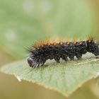 Raupe der Goldhaar-Rindeneule (Acronicta auricoma)