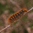 Raupe der Goldhaar-Rindeneule (Acronicta auricoma)