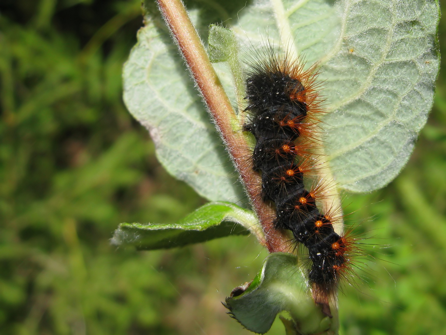 Raupe der Goldhaar-Rindeneule (Acronicta auricoma)