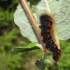 Raupe der Goldhaar-Rindeneule (Acronicta auricoma)