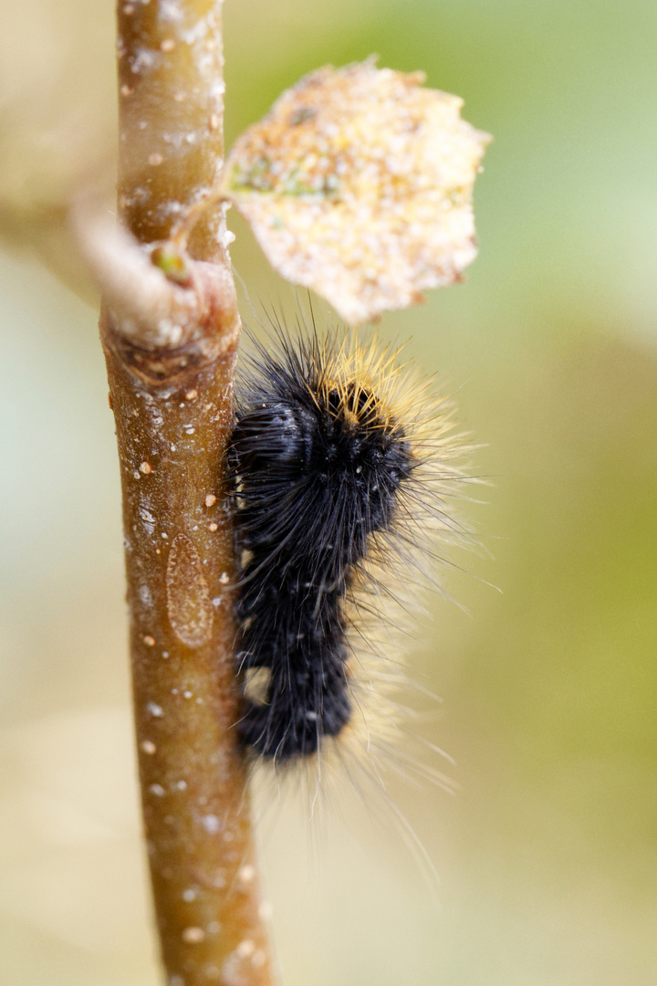  Raupe der Goldhaar-Rindeneule (Acronicta auricoma)