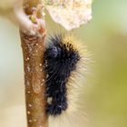  Raupe der Goldhaar-Rindeneule (Acronicta auricoma)