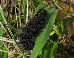 Raupe der Goldhaar Rindeneule    Scarce Dagger