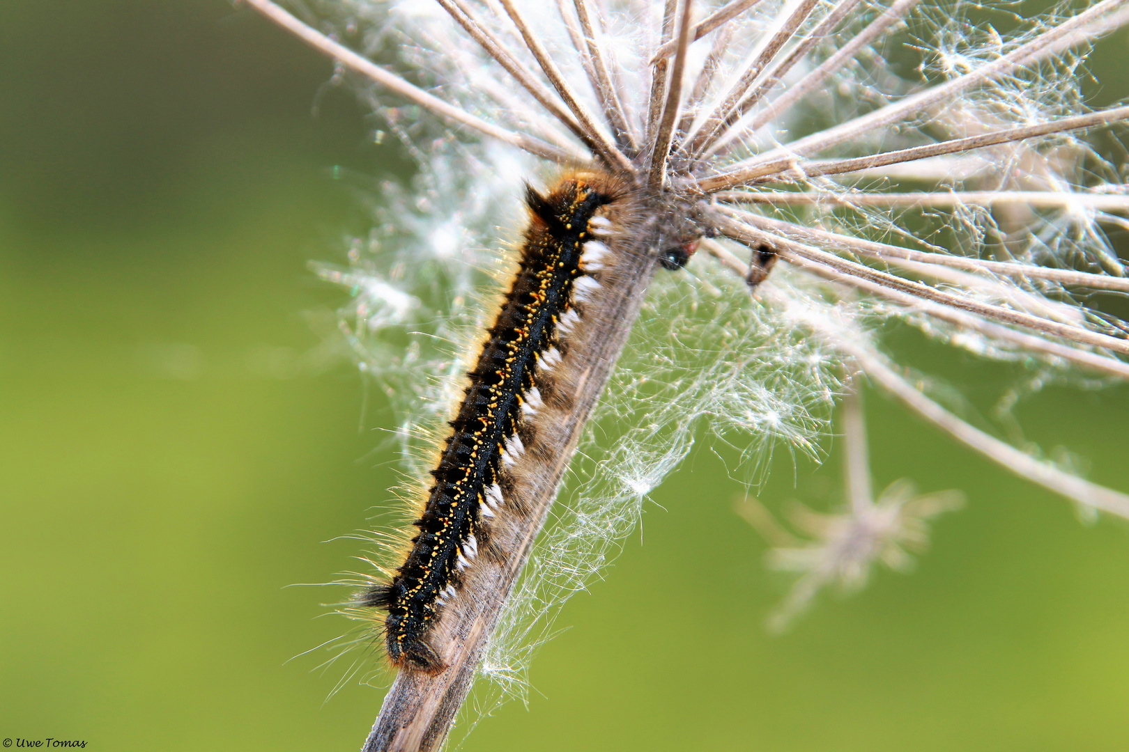 Raupe der Grasglucke 