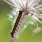 Raupe der Grasglucke 