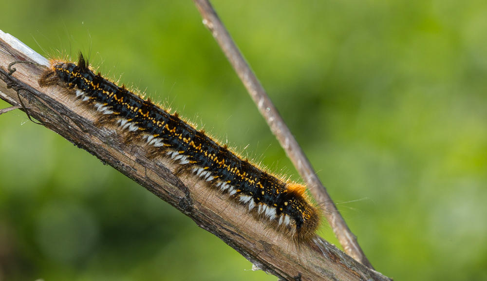 Raupe der Grasglucke