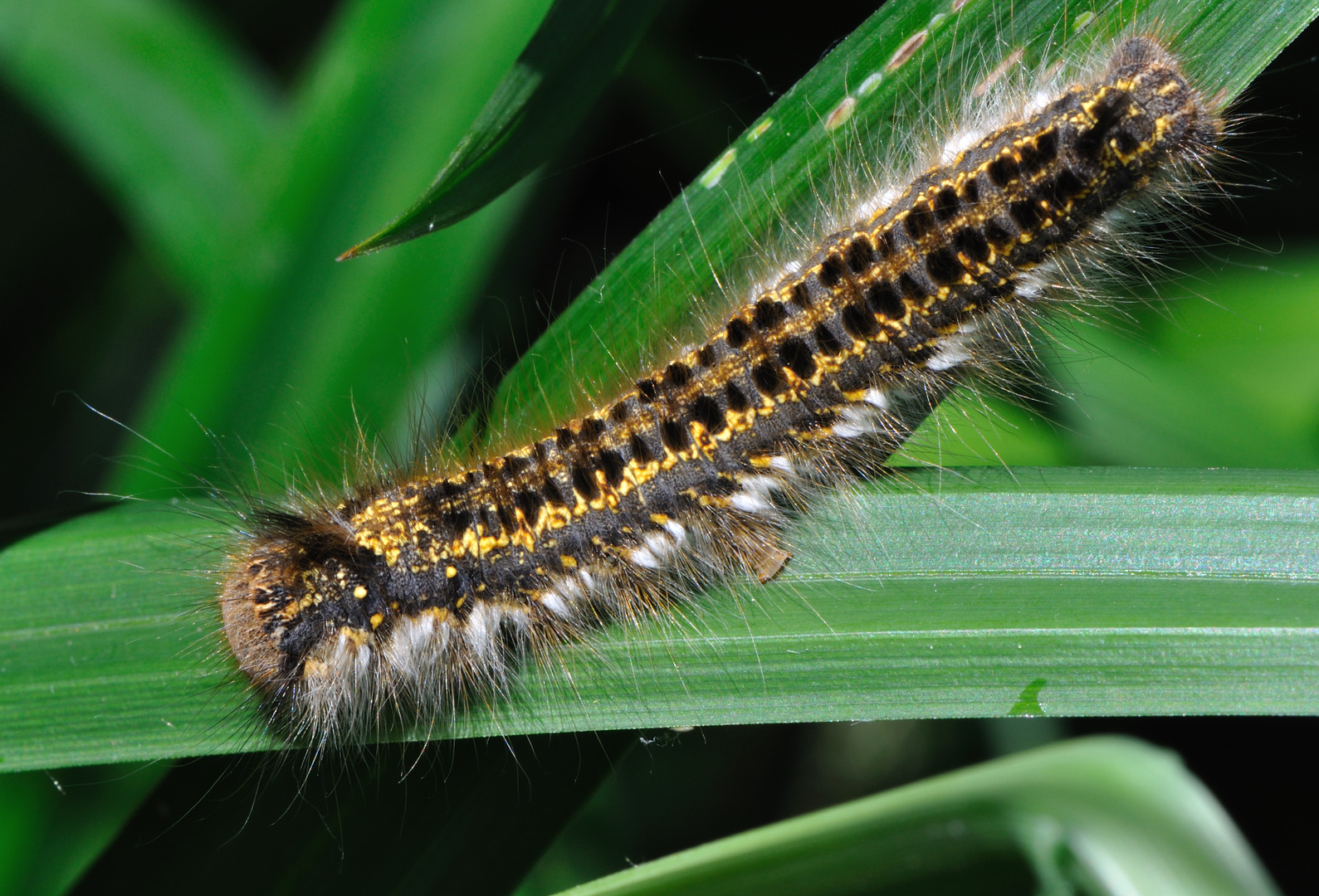 Raupe der Grasglucke