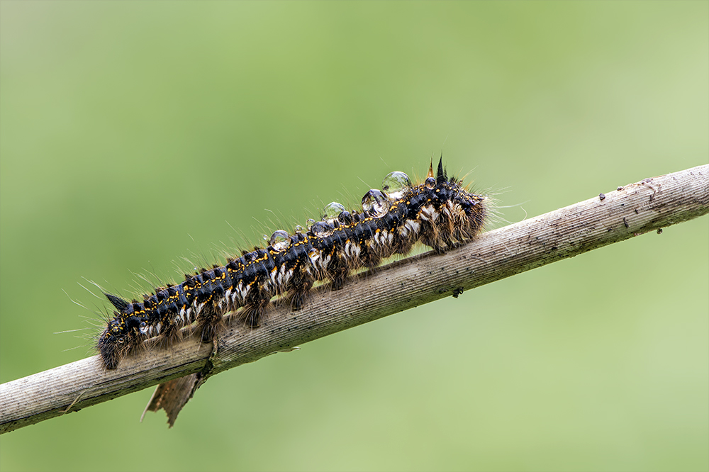 Raupe der Grasglucke