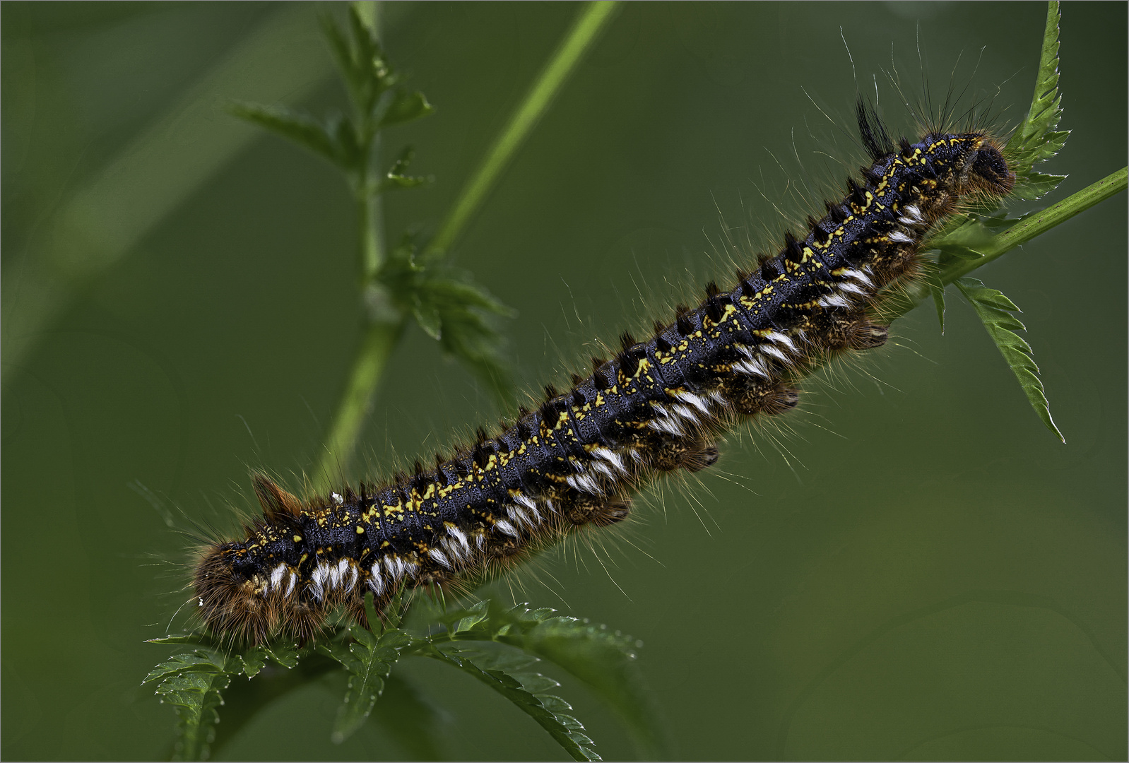 Raupe der Grasglucke