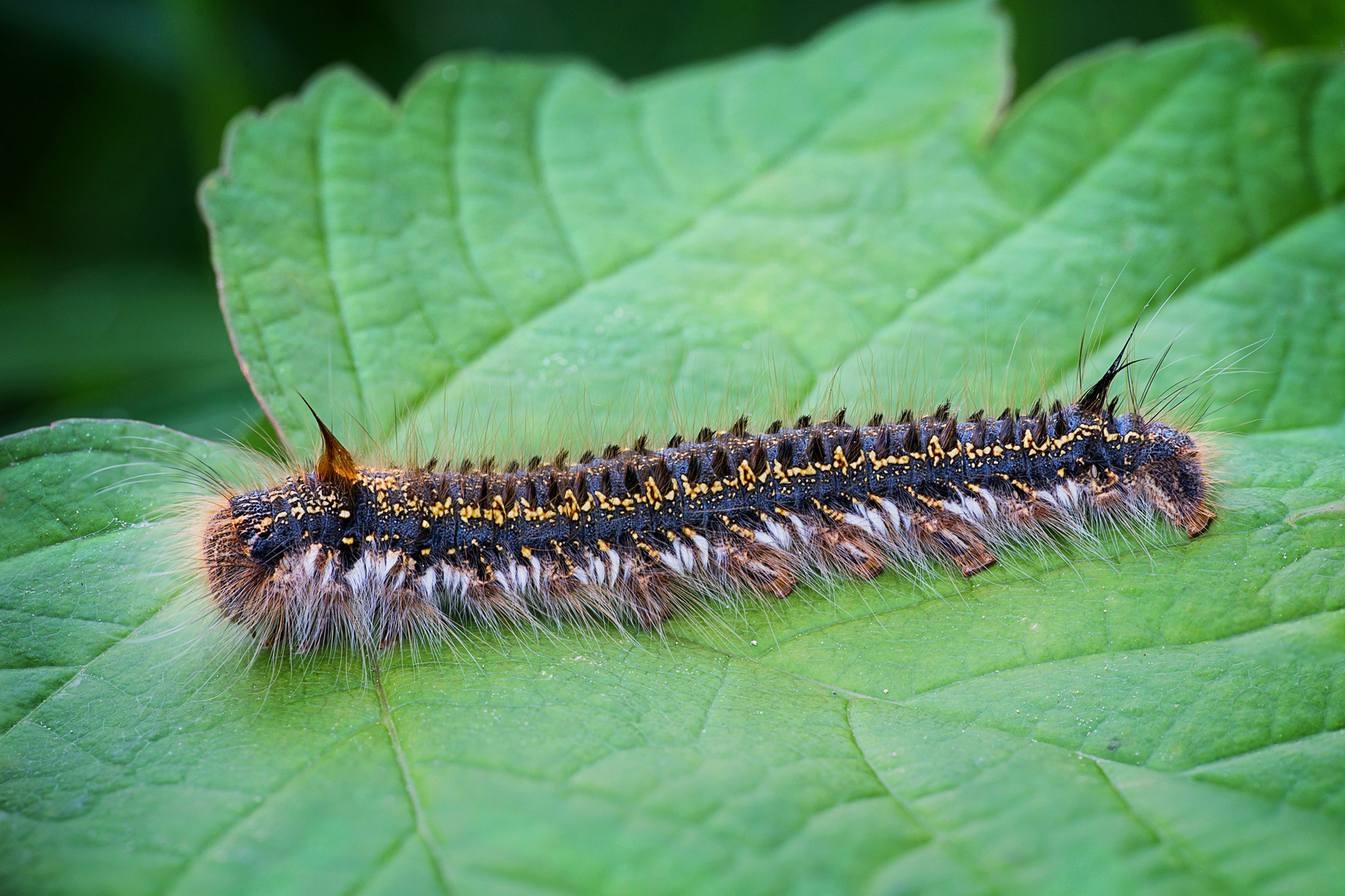 Raupe der Grasglucke  