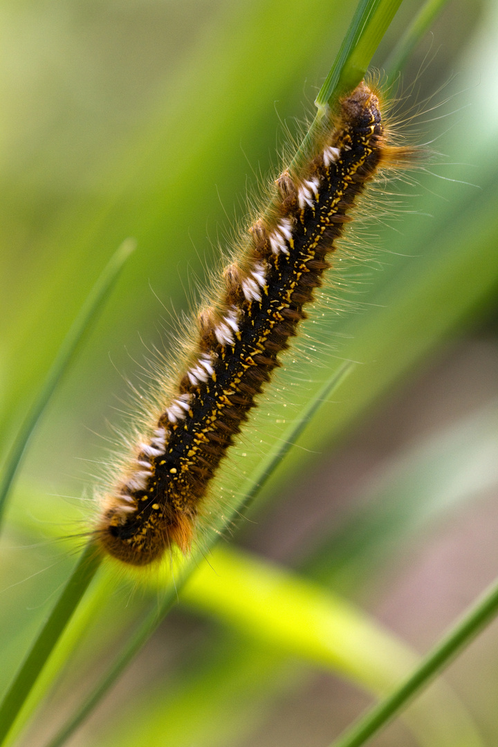 Raupe der Grasglucke