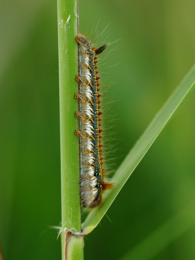 Raupe der Grasglucke