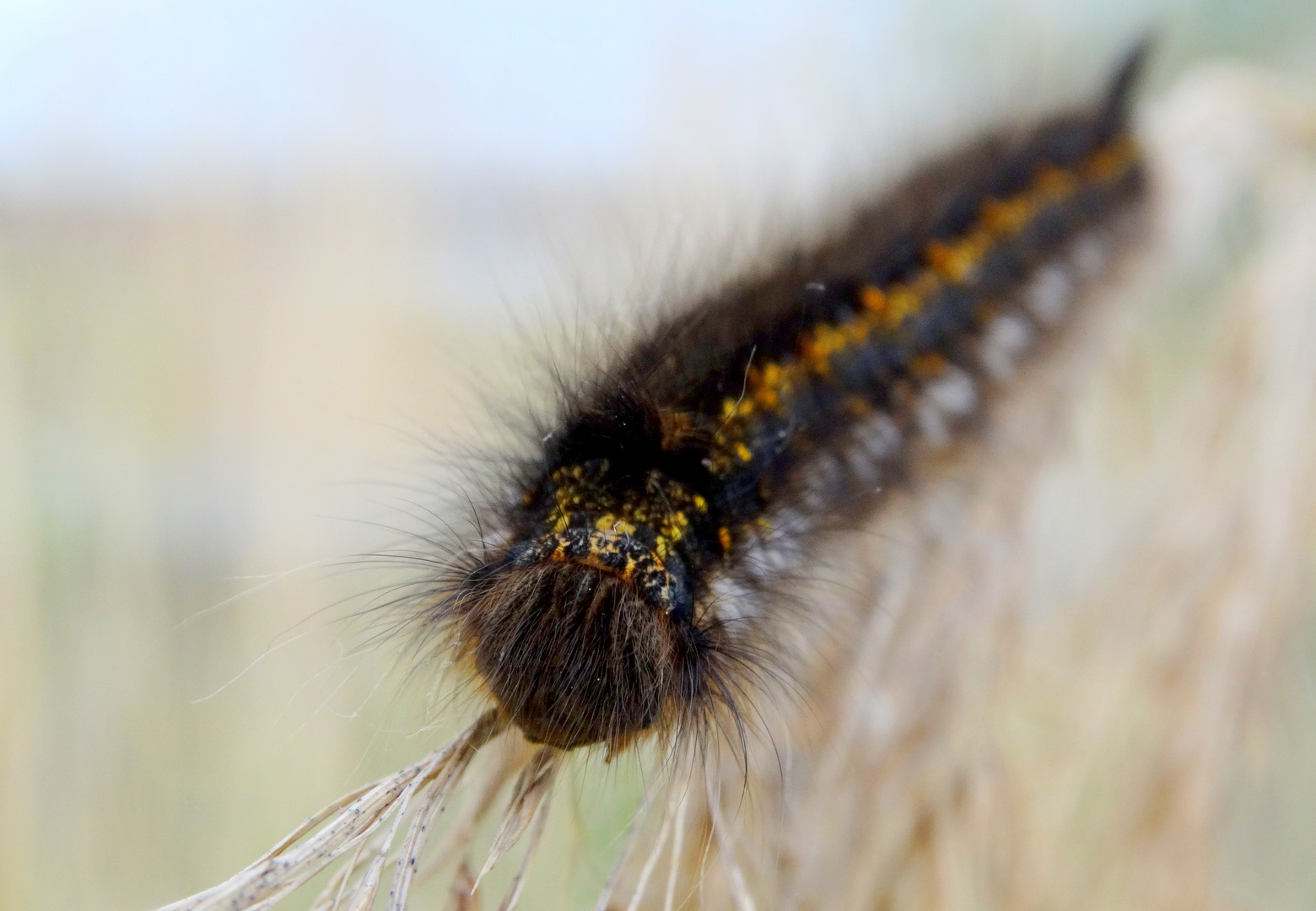 Raupe der Grasglucke