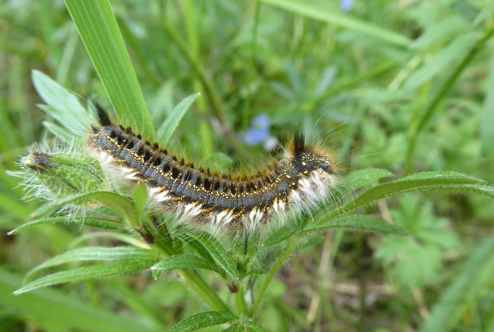 Raupe der Grasglucke