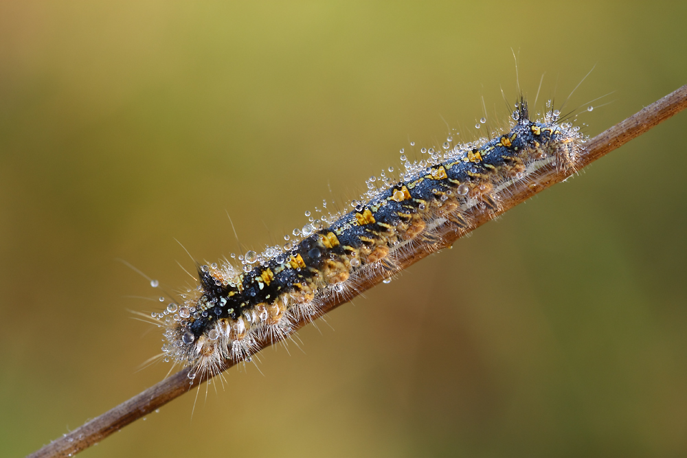 Raupe der Grasglucke (Cosmotriche potatoria)