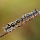 Raupe der Grasglucke (Cosmotriche potatoria)