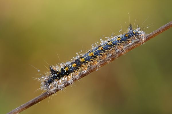Raupe der Grasglucke (Cosmotriche potatoria)