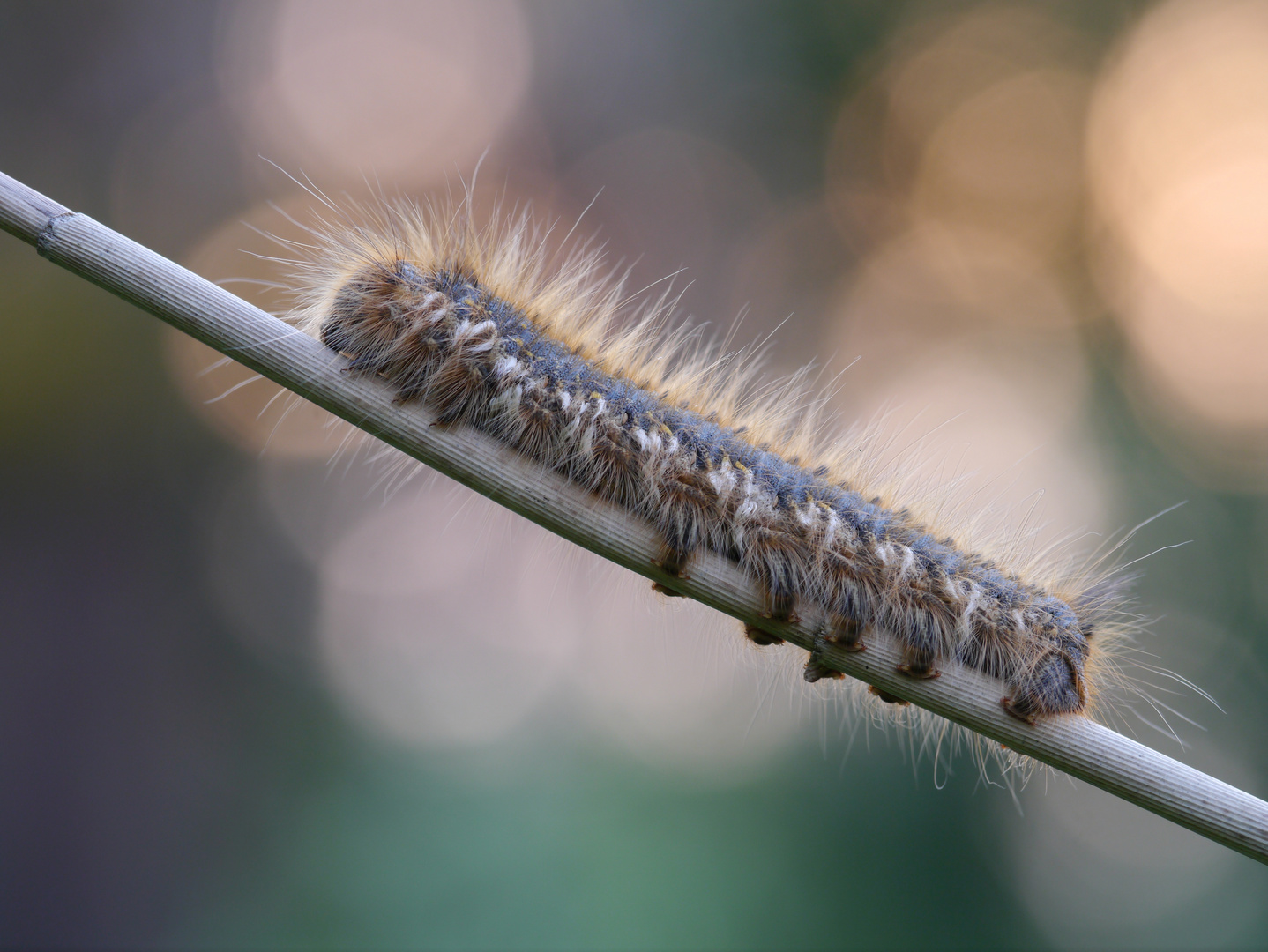 Raupe der Grasglucke