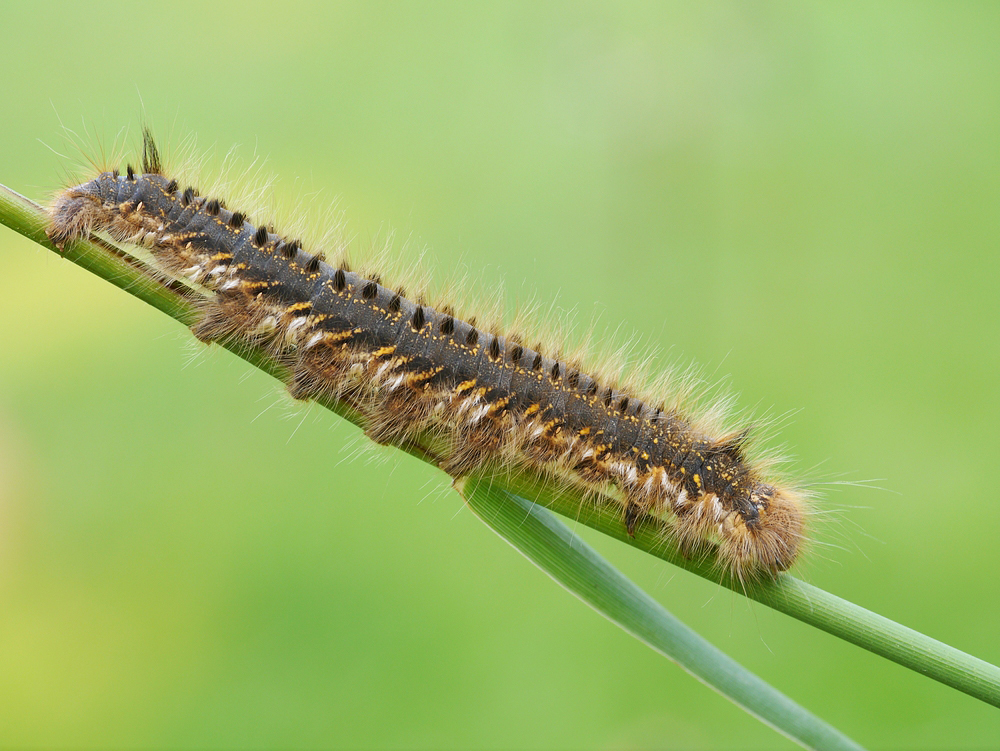 Raupe der Grasglucke