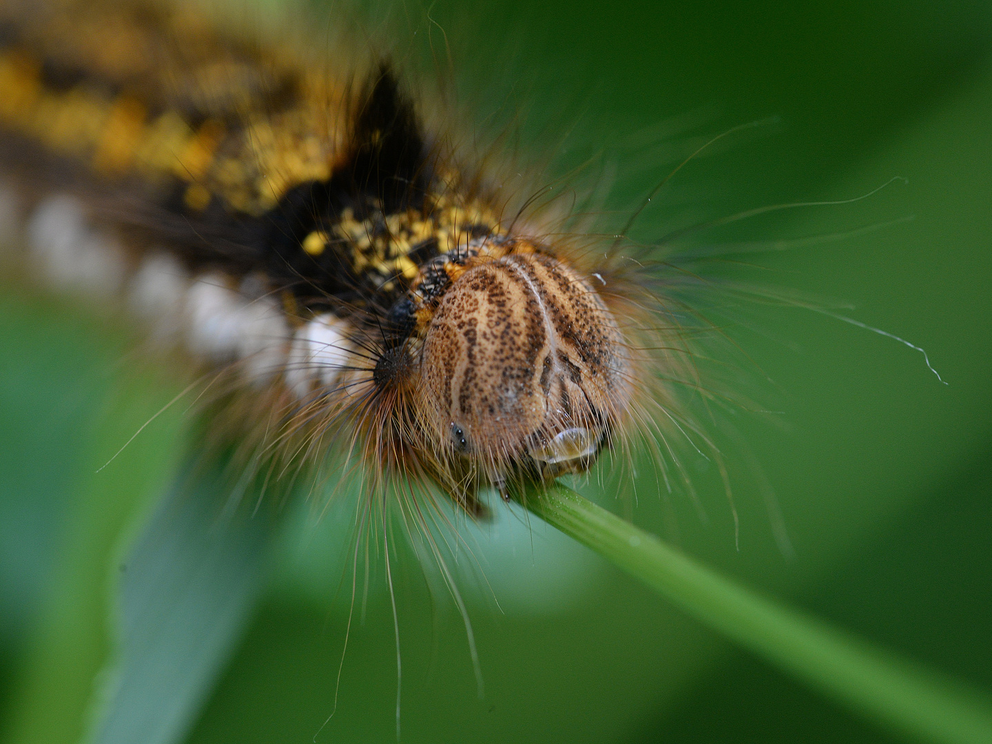 Raupe der Grasglucke.