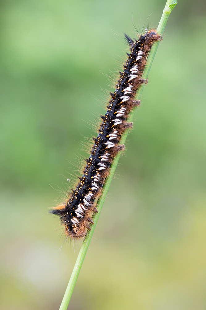 Raupe der Grasglucke (Euthrix potatoria)