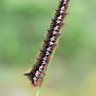 Raupe der Grasglucke (Euthrix potatoria)