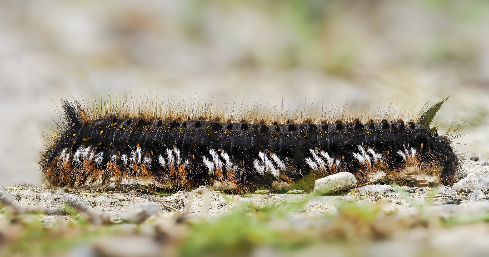 Raupe der Grasglucke ( Euthrix potatoria )