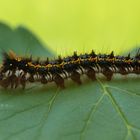 Raupe der Grasglucke - Euthrix potatoria