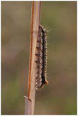 Raupe der Grasglucke (Euthrix potatoria)