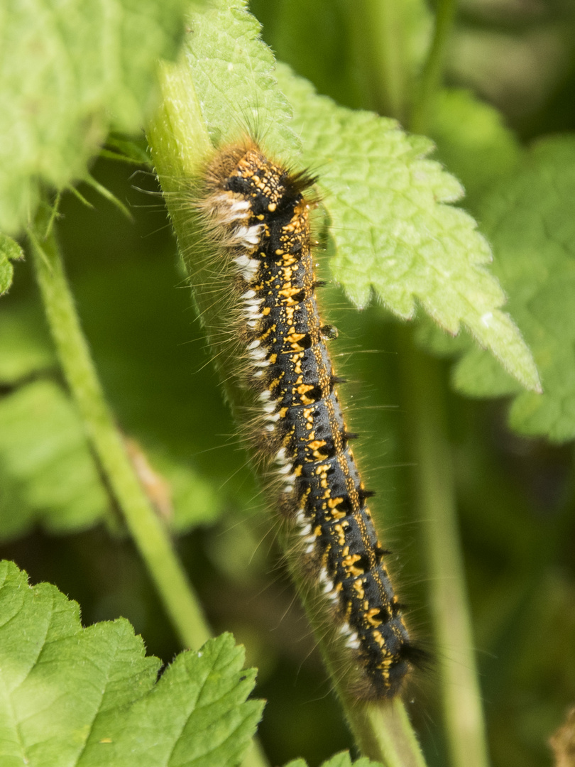 Raupe der Grasglucke (Eutrix potatoria)