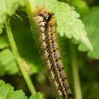 Raupe der Grasglucke (Eutrix potatoria)