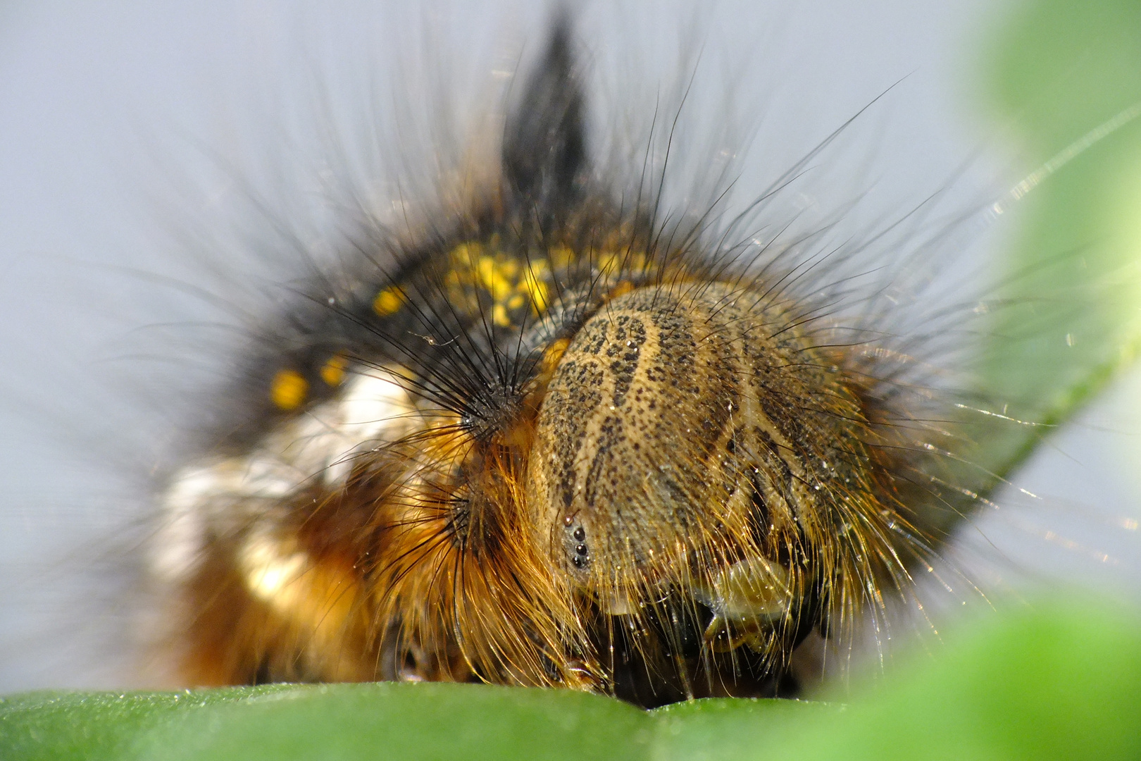 Raupe der Grasglucke