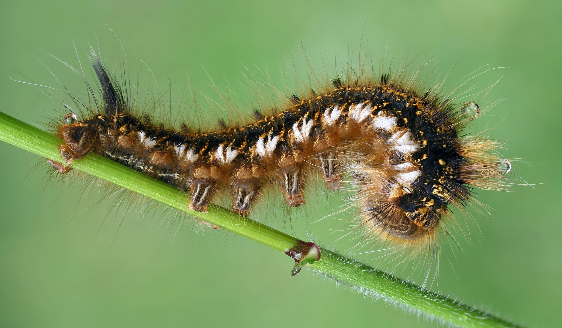 Raupe der Grasglucke oder Trinkerin (Euthrix potatoria)