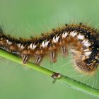 Raupe der Grasglucke oder Trinkerin (Euthrix potatoria)