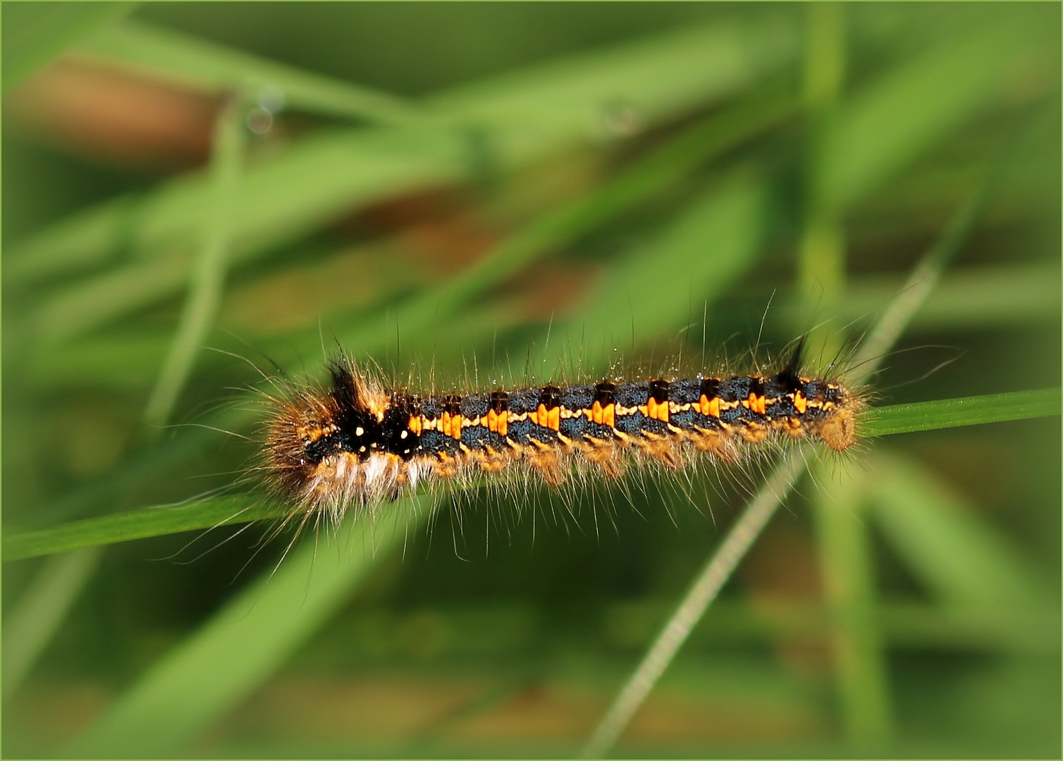 Raupe der Grasglucke/Trinkerin (Euthrix potatoria).