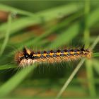 Raupe der Grasglucke/Trinkerin (Euthrix potatoria).