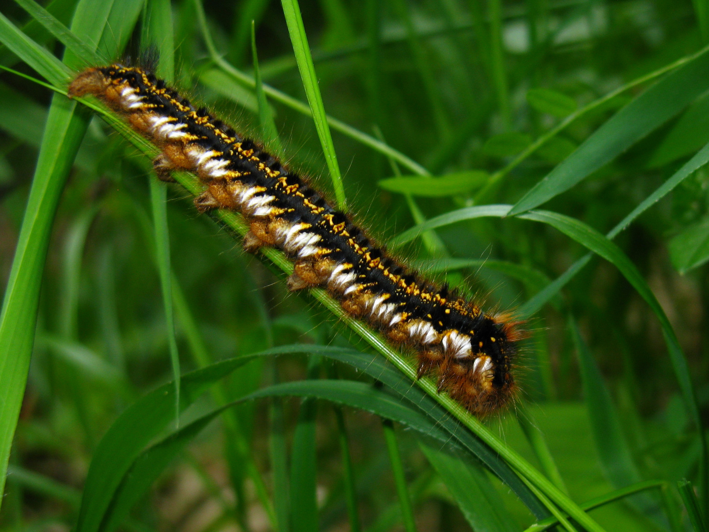 Raupe der Grasklucke  (Euthrix potatoria)