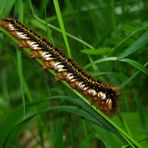 Raupe der Grasklucke  (Euthrix potatoria)