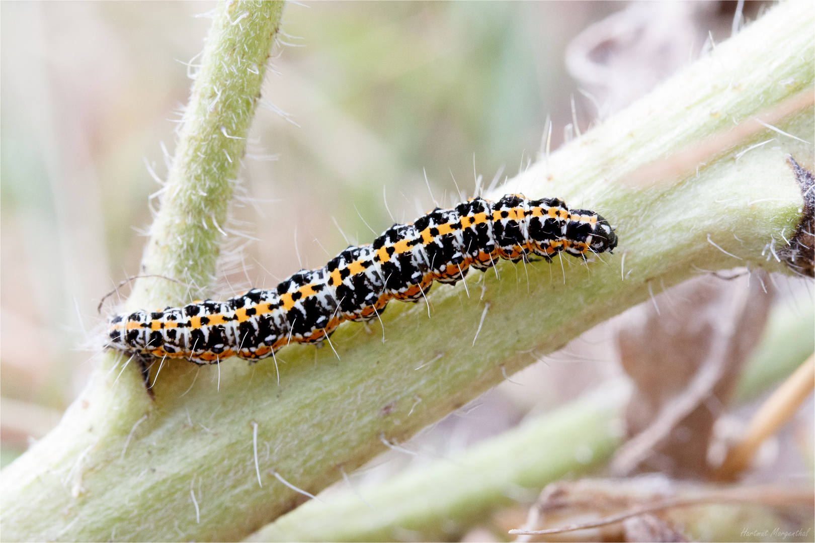 Raupe der Grasminiermotte (Ethmia bipunctella) an Natternkopf