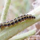 Raupe der Grasminiermotte (Ethmia bipunctella) an Natternkopf