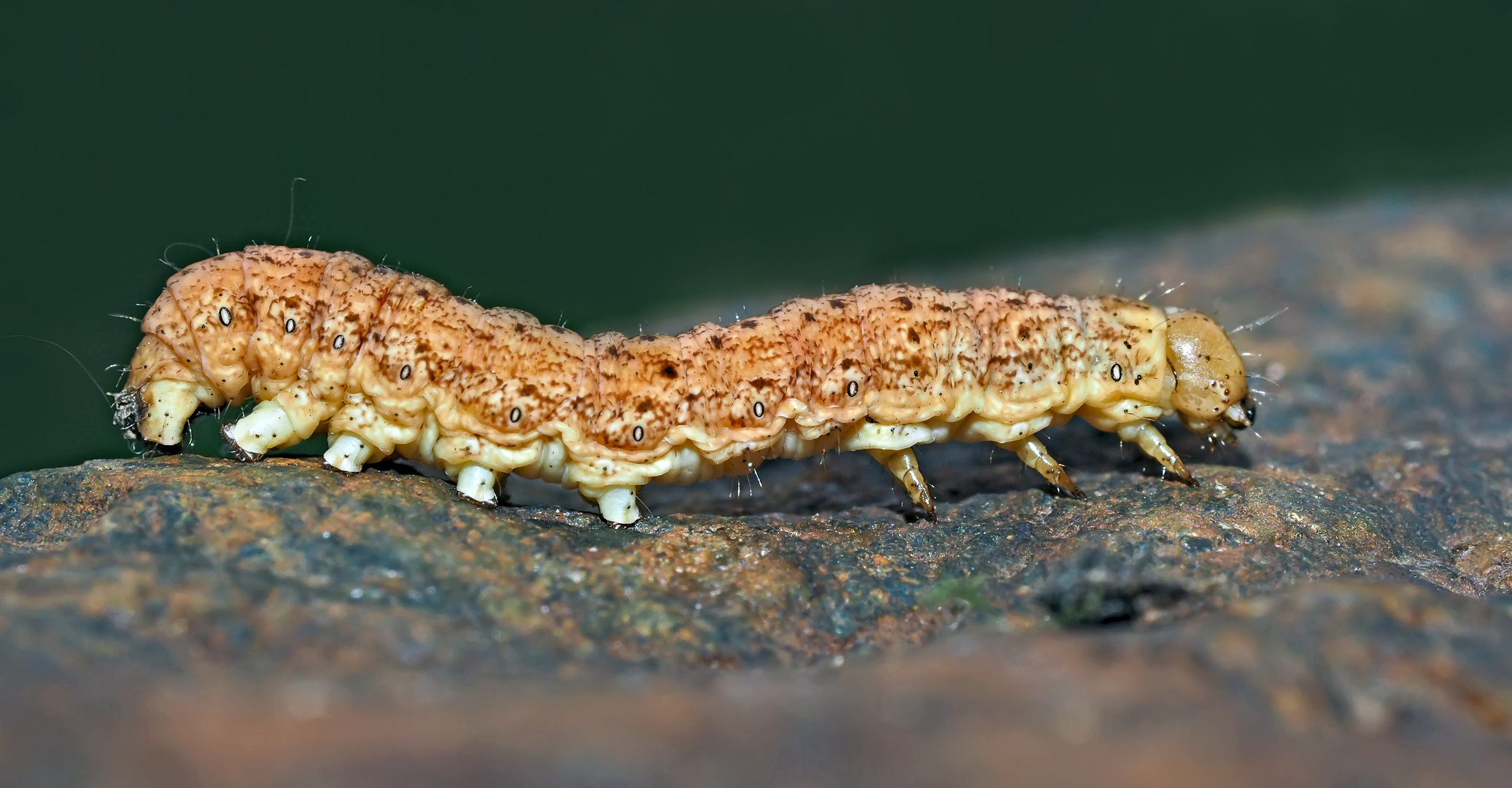 Raupe der Hasenlattich-Eule (Hecatera bicolorata) - Chenille de la noctuelle sereine.