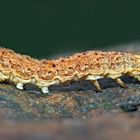 Raupe der Hasenlattich-Eule (Hecatera bicolorata) - Chenille de la noctuelle sereine.