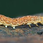 Raupe der Hasenlattich-Eule (Hecatera bicolorata) - Chenille de la noctuelle sereine.