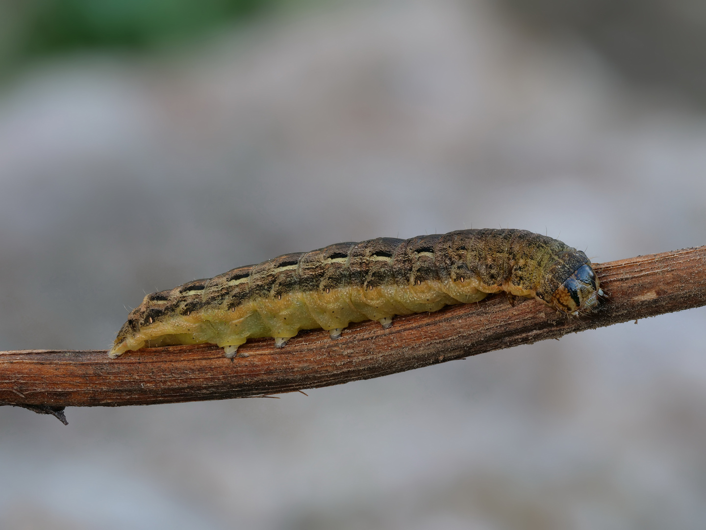 Raupe der Hausmutter (Noctua pronuba)