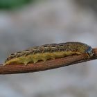 Raupe der Hausmutter (Noctua pronuba)