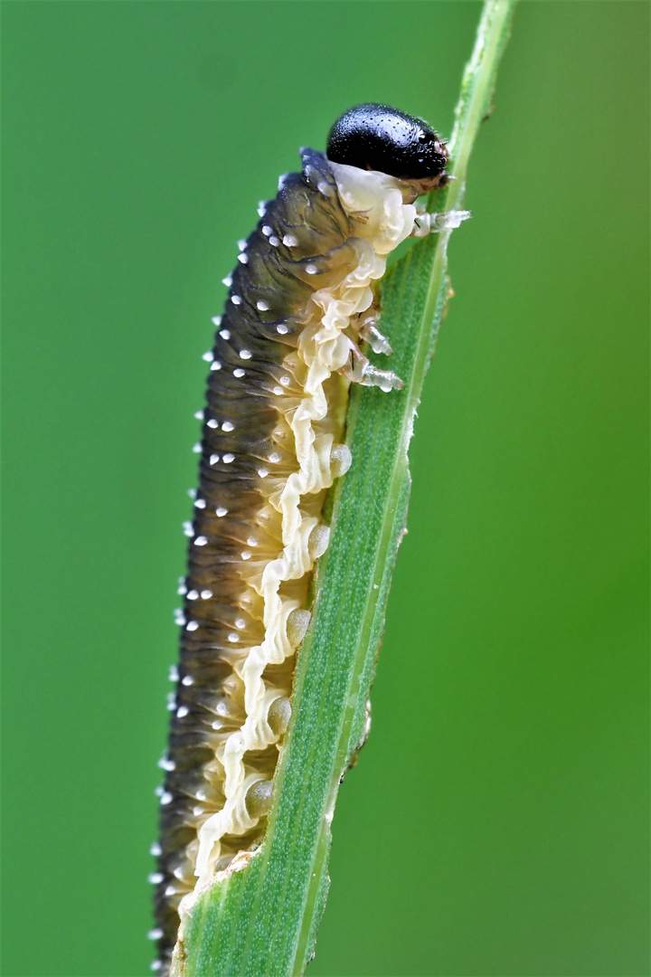 Raupe der Iris-Blattwespe