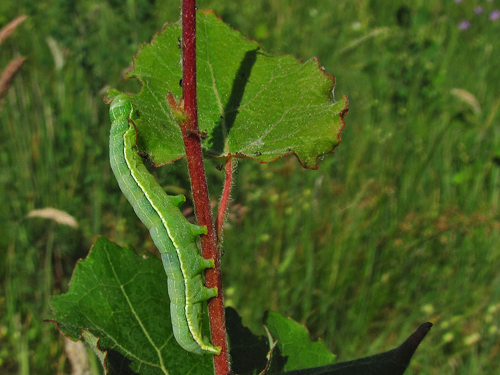 Raupe der Kätzcheneule